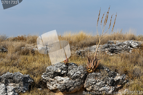 Image of flowering aloe in the Etosha desert