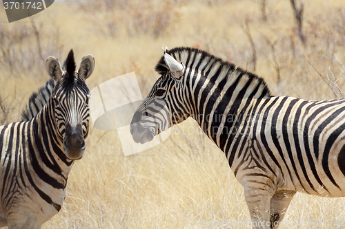 Image of Zebra in african bush