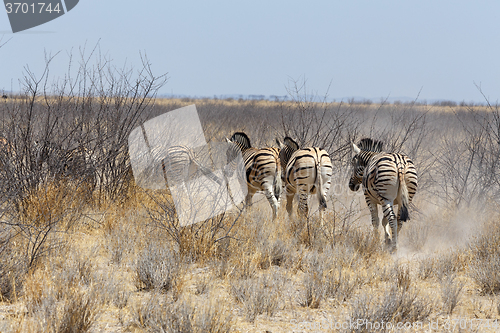 Image of herd of Zebra in african bush