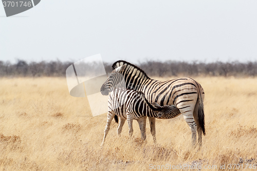 Image of Zebra foal with mother in african bush