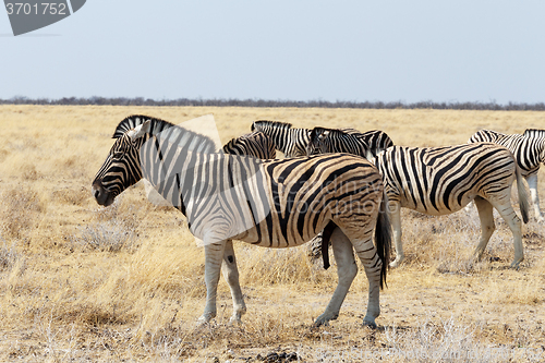 Image of herd of Zebra in african bush