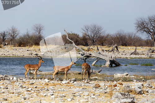 Image of heard of Impala antelope