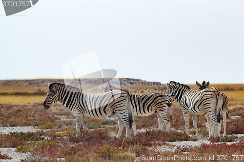 Image of herd of Zebra in african bush