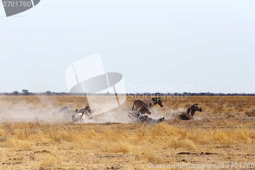 Image of Zebra rolling on dusty white sand