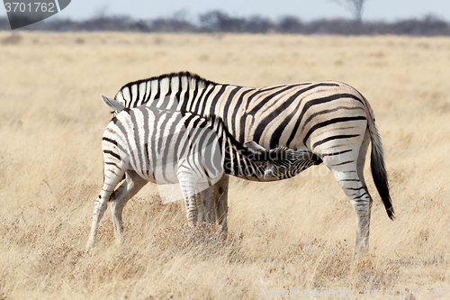 Image of Zebra foal with mother in african bush