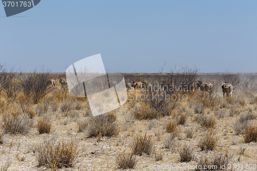 Image of herd of Zebra in african bush