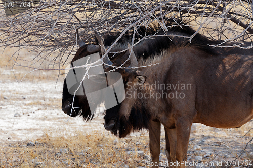 Image of wild Wildebeest Gnu