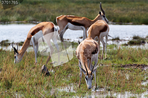 Image of herd of springbok on waterhole 