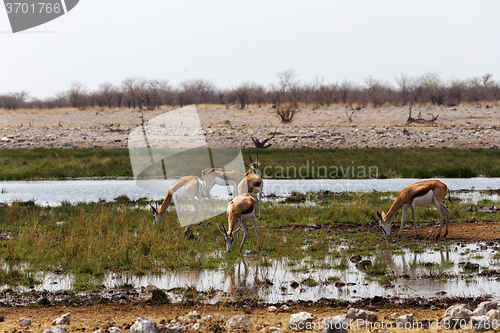 Image of herd of springbok on waterhole 