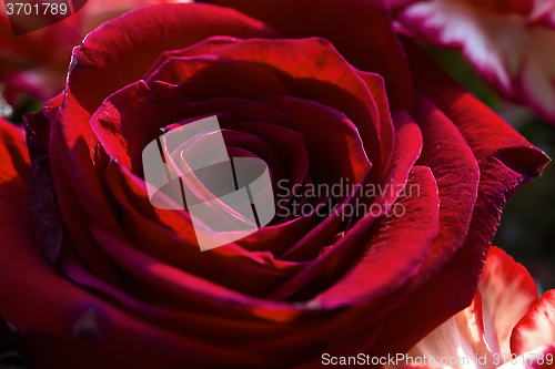Image of Red rose flower