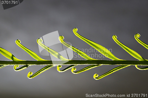 Image of Young palm leaf