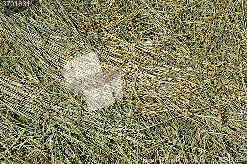 Image of Hay with cereals and other wild herbs