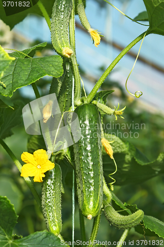 Image of Cucumbers in greenhouse