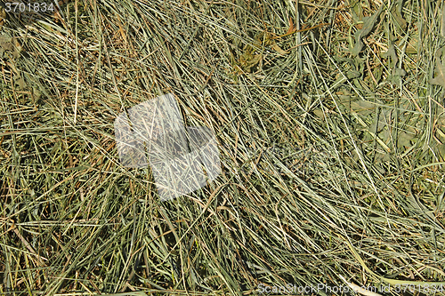 Image of Hay with cereals other wild meadow grasses