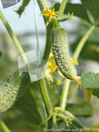 Image of Cucumbers grow on a stalk in greenhouse