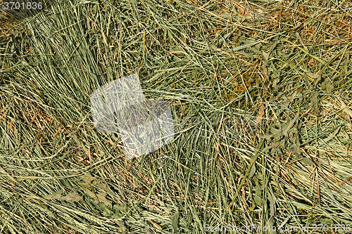 Image of Hay with cereal and other wild grasses