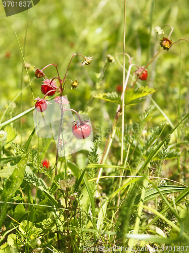 Image of Wild strawberry in the meadow