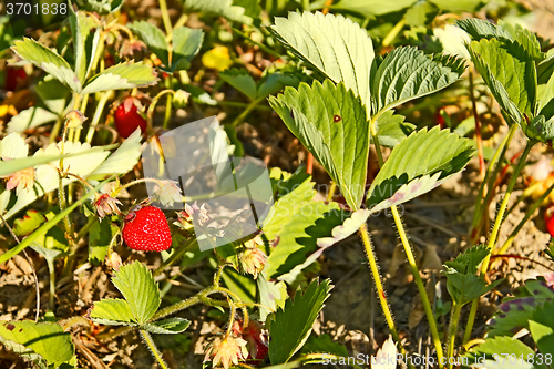 Image of Red ripe strawberry on the garden