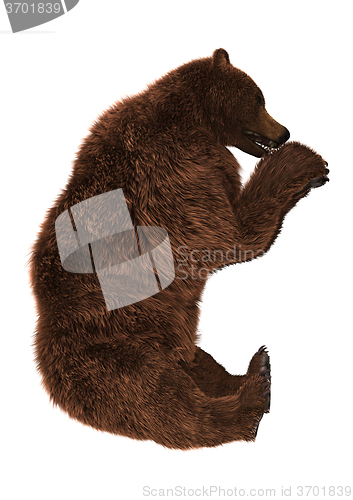 Image of Grizzly Bear on White