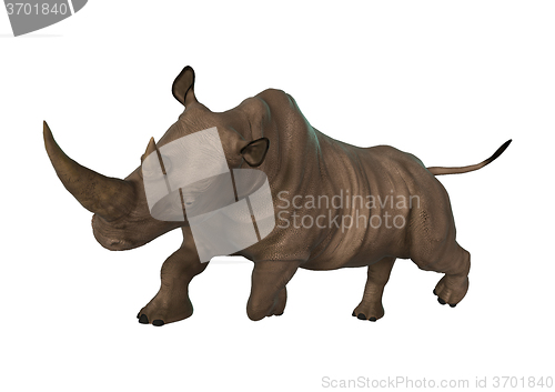 Image of Wild  Rhinoceros on White