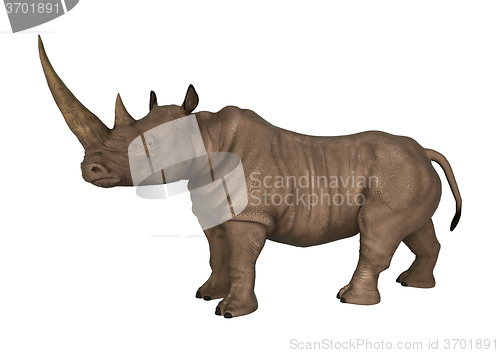 Image of Wild  Rhinoceros on White