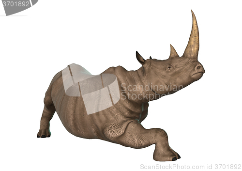 Image of Wild  Rhinoceros on White