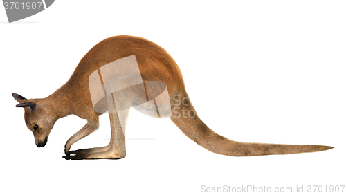 Image of Red Kangaroo on White