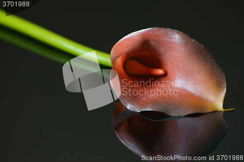 Image of  Calla palustris