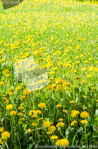 Image of A field of yellow dandelion  