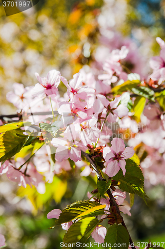 Image of Beautiful blossoming Sakura close up
