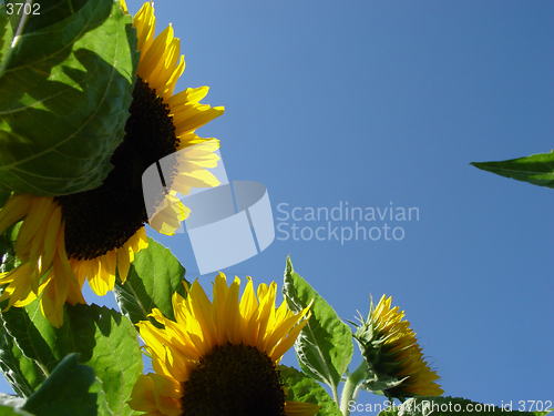 Image of sunflowers