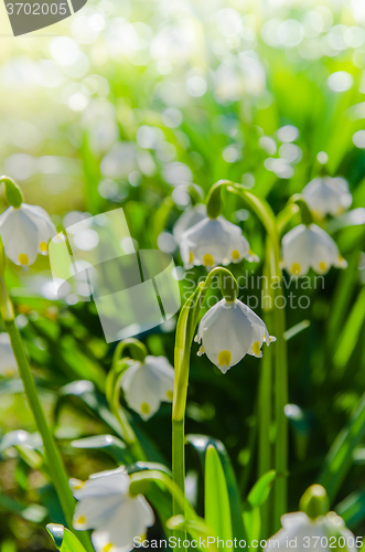 Image of White Spring snowdrops, close-up 