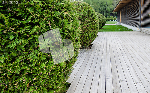 Image of Wooden terrace and Thuja, close-up