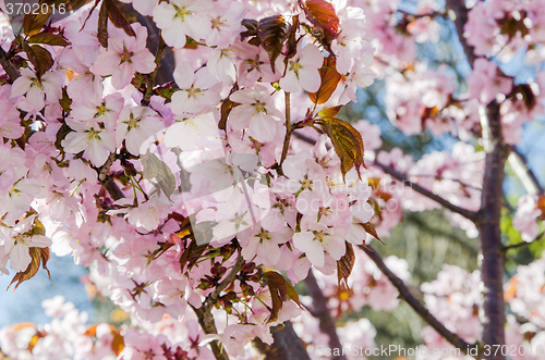 Image of Beautiful blossoming Sakura close up