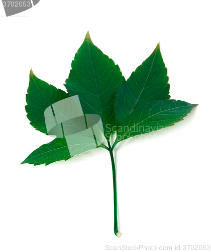 Image of Green virginia creeper leaf