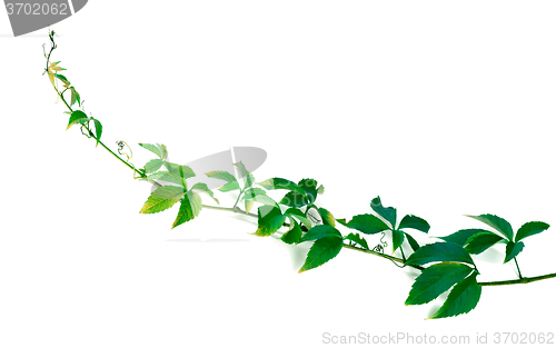 Image of Green twig of grapes leaves