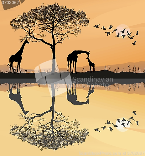 Image of Savana with giraffes