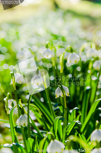 Image of White Spring snowdrops, close-up 