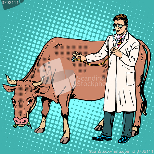 Image of Veterinarian treats a cow farm animal medicine