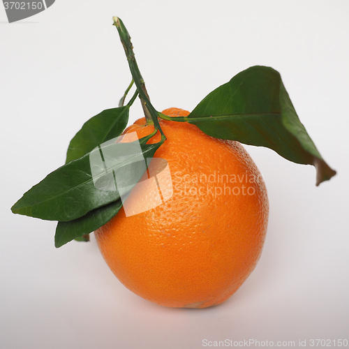 Image of Orange fruit