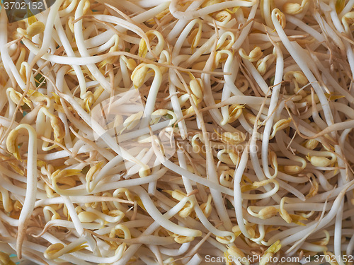 Image of Mung bean sprouts vegetables