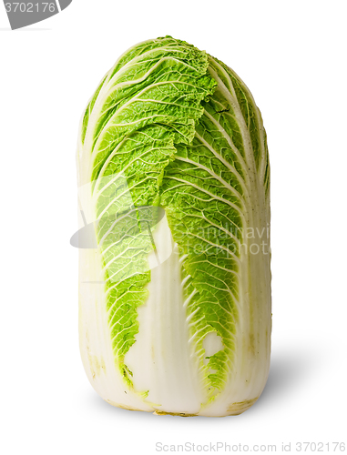 Image of Chinese cabbage vertical view