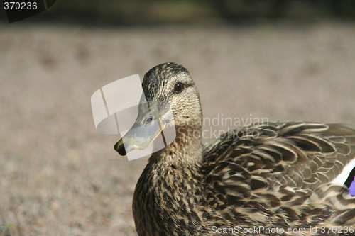 Image of Mallard