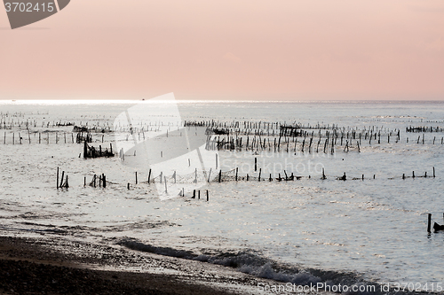 Image of Plantations of seaweed on dream beach, Algae at low tide