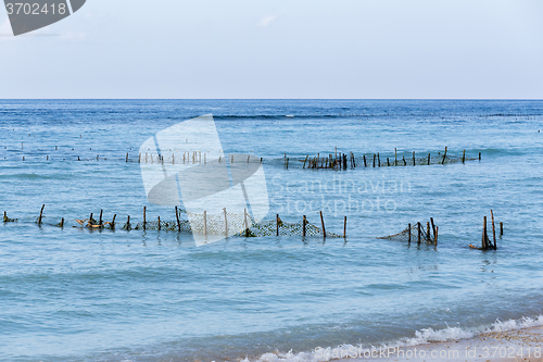 Image of Plantations of seaweed on dream beach, Algae at low tide