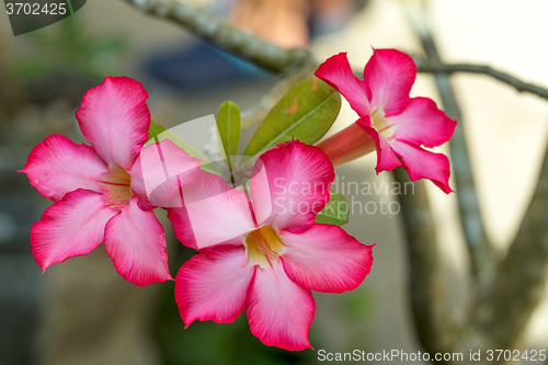 Image of beautiful red Adenium flowers