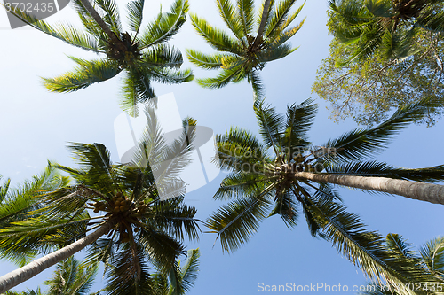 Image of coco-palm tree against blue sky