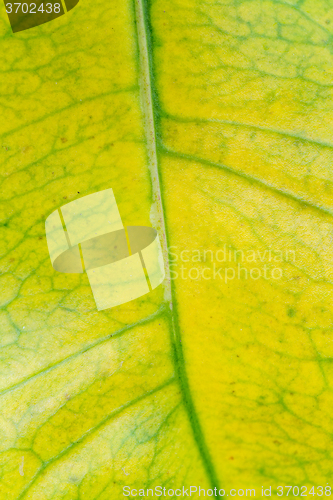 Image of green leaf background