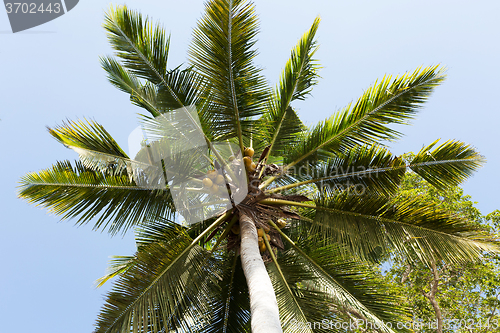 Image of coco-palm tree against blue sky