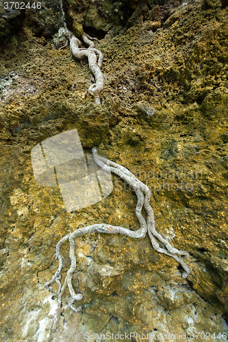 Image of Roots of the trees in rock